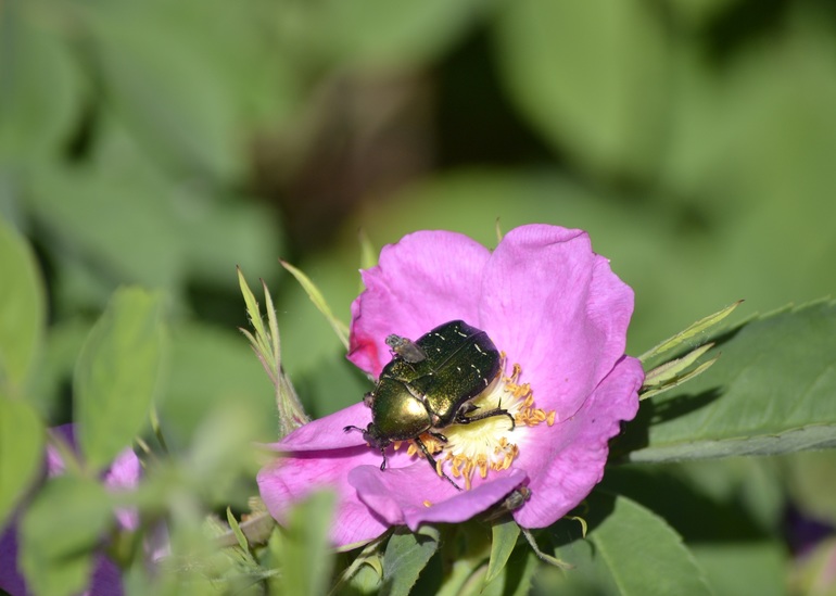 Тематическая неделька ЛЕТО. День третий. Фотоохота на насекомых.