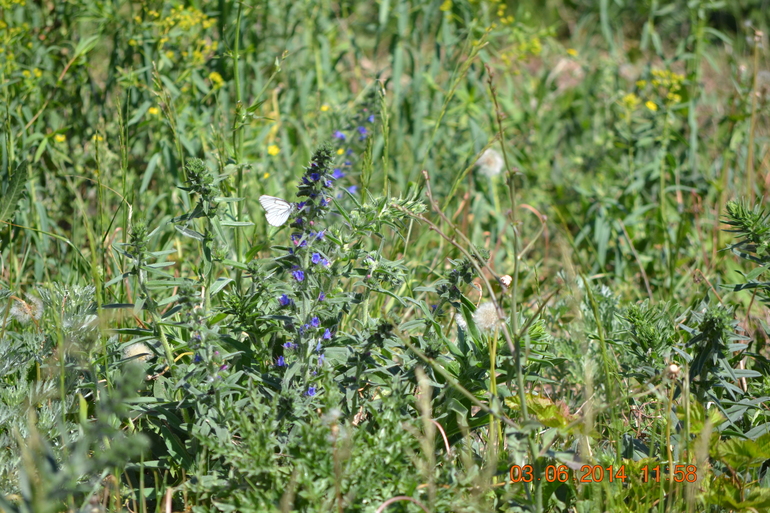 Тематическая неделька ЛЕТО. День третий. Фотоохота на насекомых.