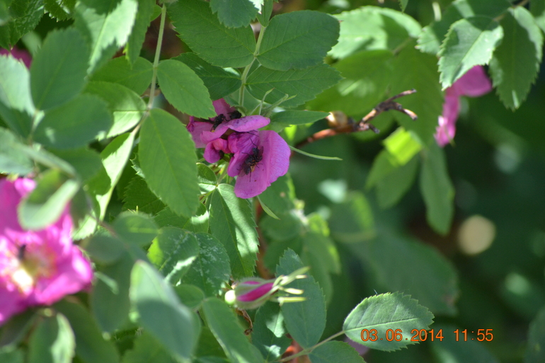 Тематическая неделька ЛЕТО. День третий. Фотоохота на насекомых.