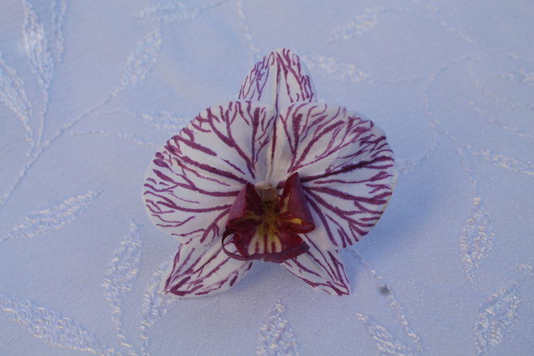 Мой орхидейный дебют