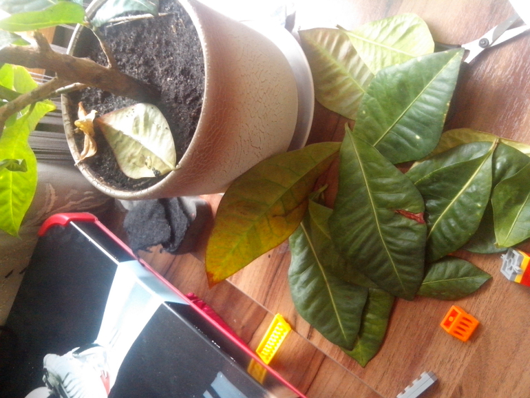 Не любят меня фикусы....