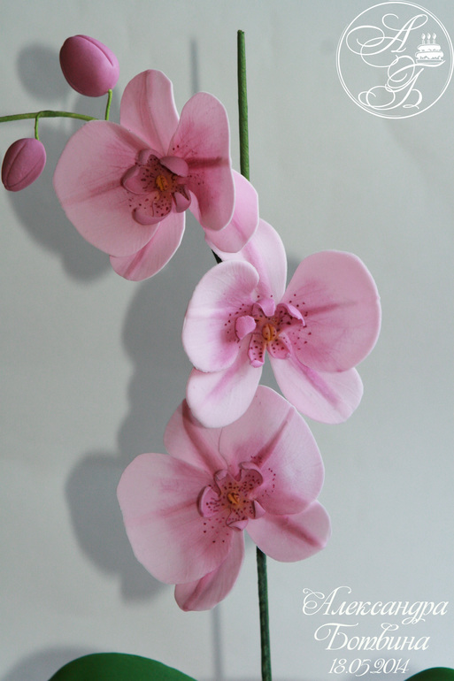 Моя первая орхидейка!!!