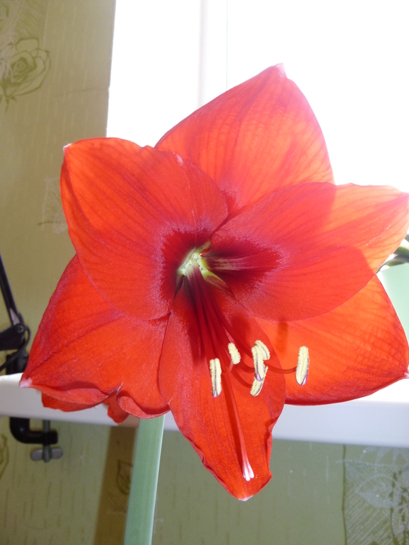 В моем саду