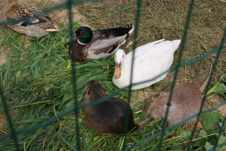 Мини-зоопарк Горки