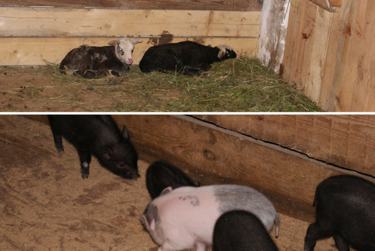 Мини-зоопарк Горки