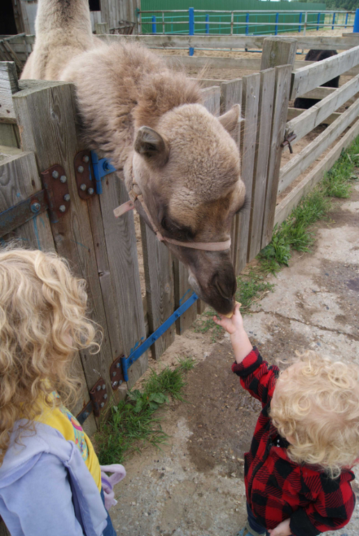Мини-зоопарк Горки