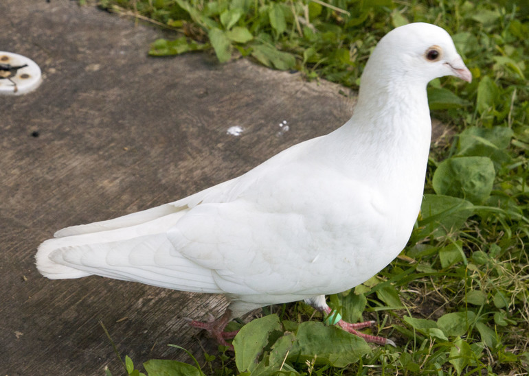 Хелп!! Залетел голубь, не знаю что делать (((