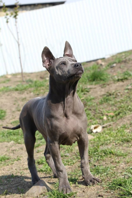 Тайский Риджбек! :)