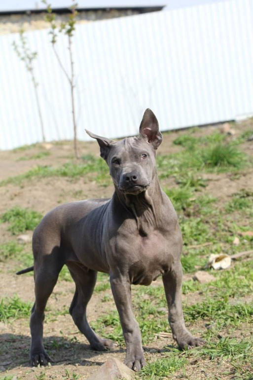 Тайский Риджбек! :)