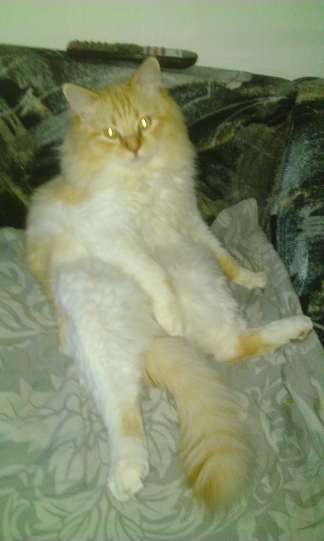 Отдам кота. Питер