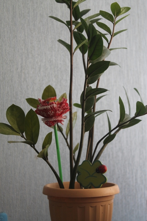 ТД "Конфеты"