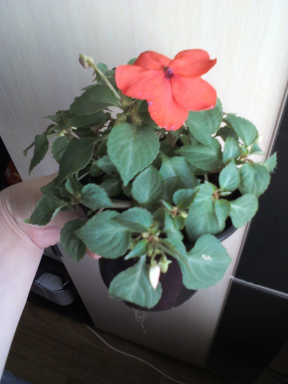 Пополнение)