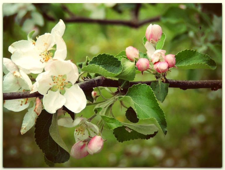 Дыхание природы... :) или наши радости за городом!