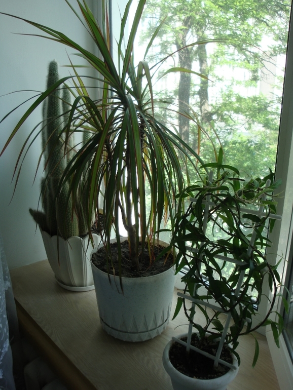 Моя растительность (хвастики)