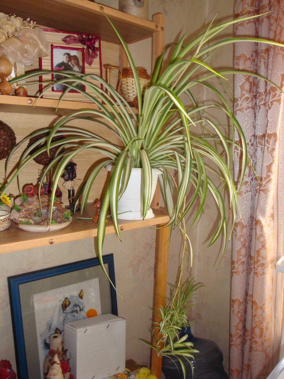 Моя растительность (хвастики)