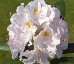 Рододендроны для средней полосы России