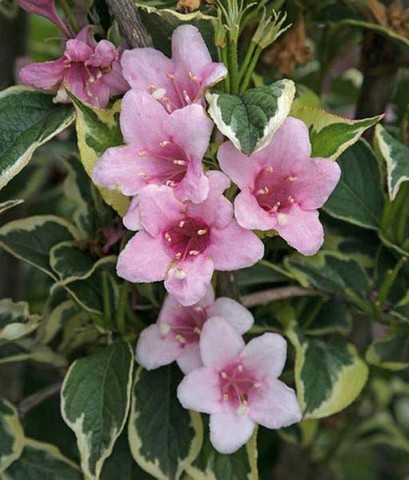 новые цветы