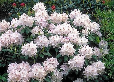 Рододендроны для средней полосы России