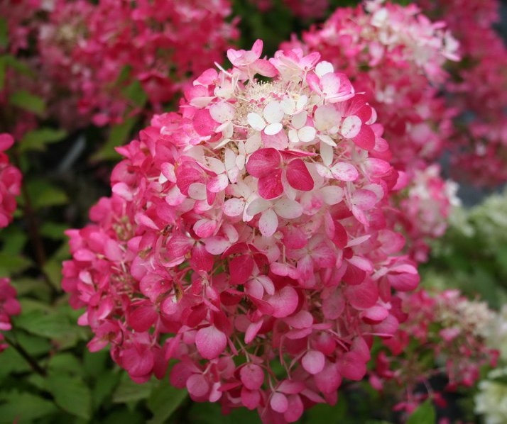 Гортензии