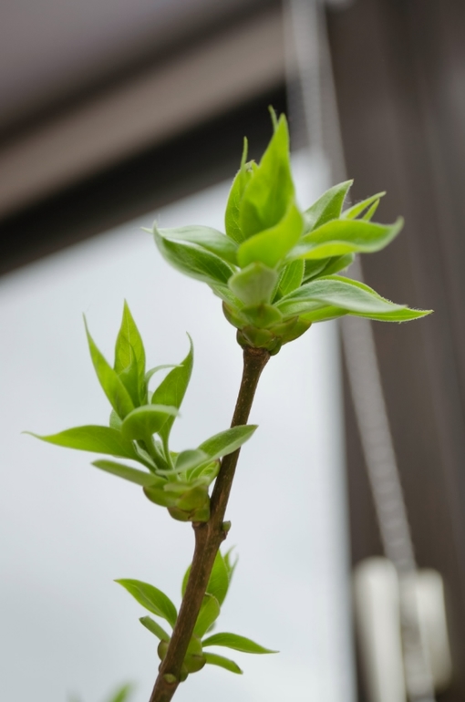 Весеннее настроение