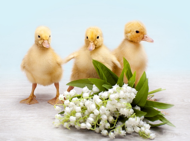 Дорогие Мамочки! Специально к 8 Марта съемка с щенками или с утятами по цене обычной фотосъемки!