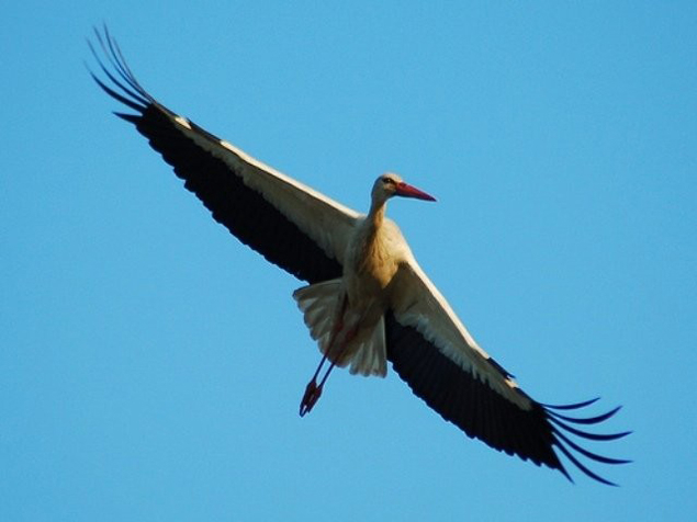Разбираем аистов, они уже летят ))