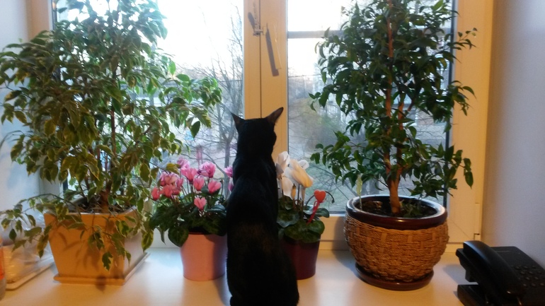 Наш ягуЛЯр)))