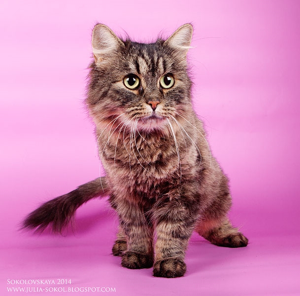 Москва и МО, чудо котята в добрые руки!