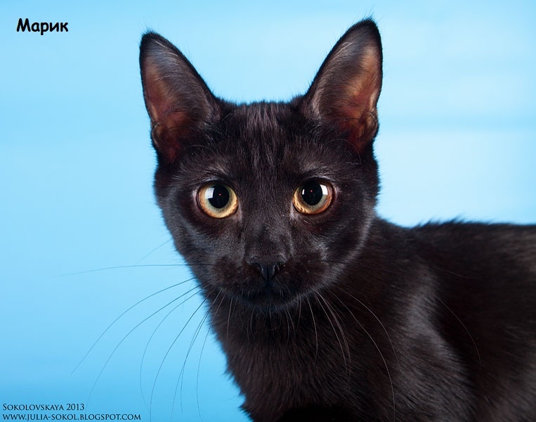 Москва и МО, чудо котята в добрые руки!