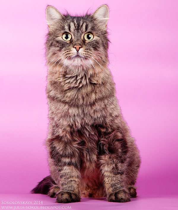 Москва и МО, чудо котята в добрые руки!