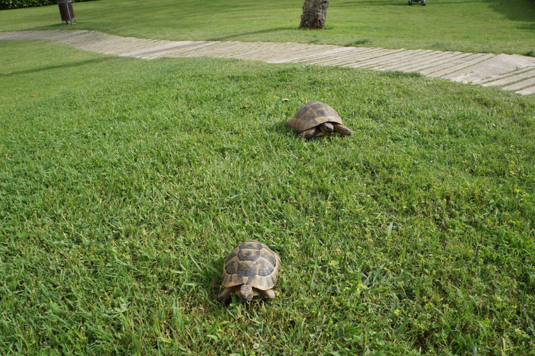 Качественный отдых в Limak Arcadia...)