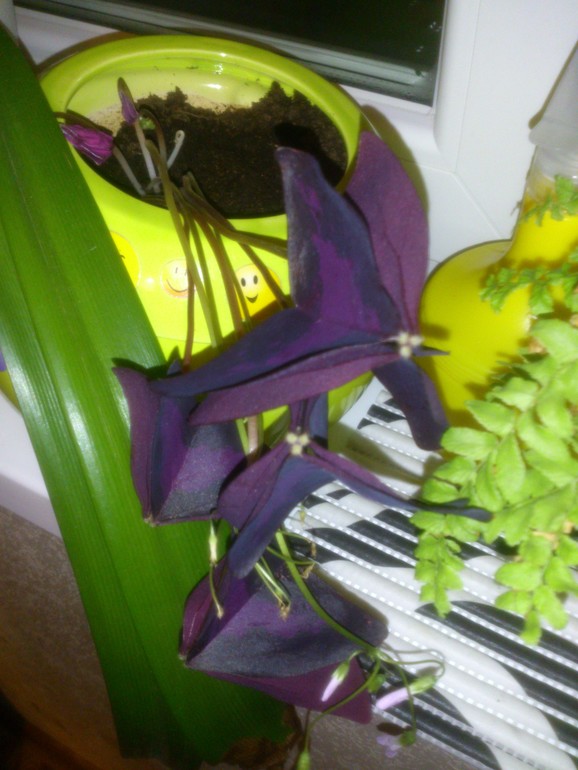 мои зелёные друзья!