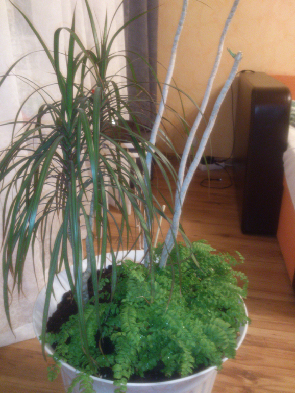 мои зелёные друзья!