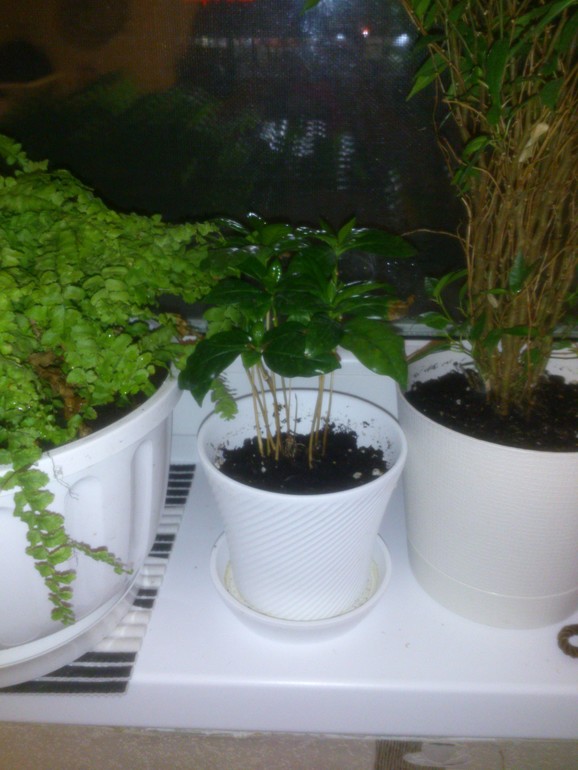 мои зелёные друзья!