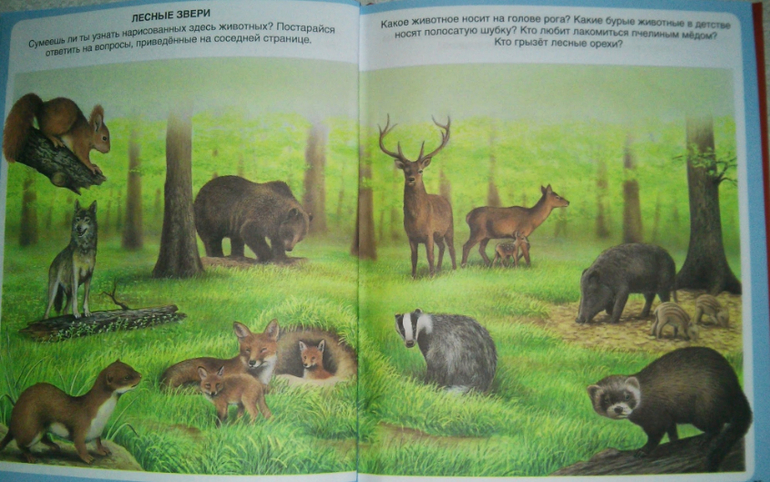 Наши игры с животными)