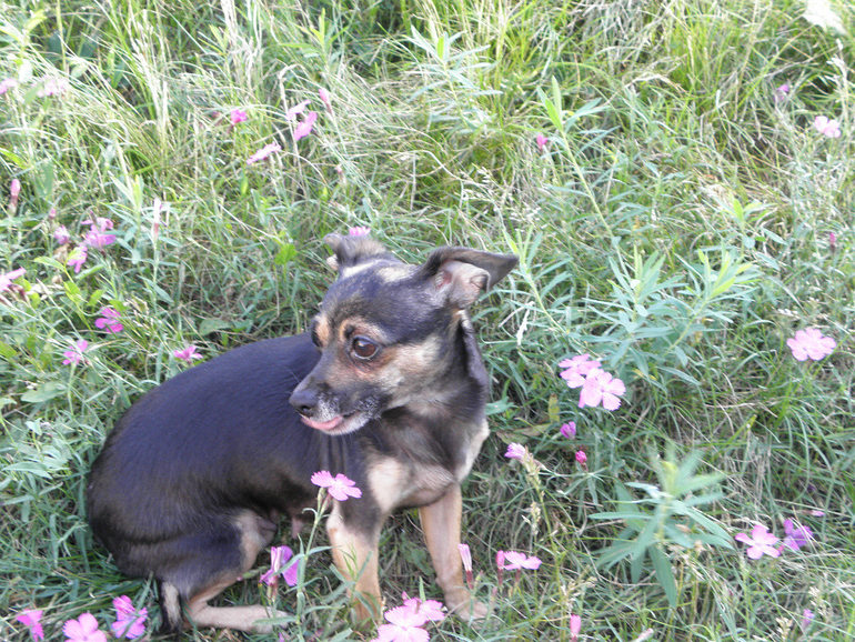 Моё зверьё любимое.........