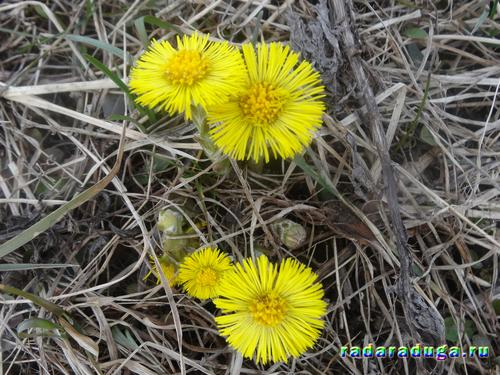 Тематическое занятие Мать-и-мачеха