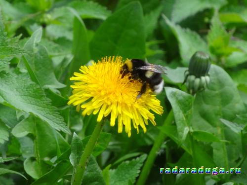 Тематическое занятие Одуванчик