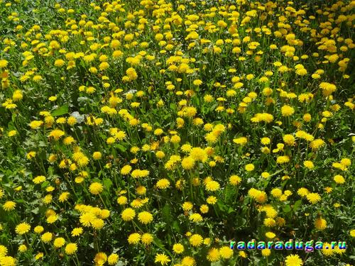 Тематическое занятие Одуванчик