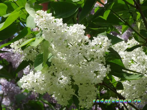 Тематическое занятие. Ландыш и сирень. Творчество