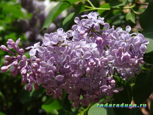 Ландыш и сирень. Творчество.