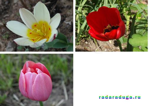 Тематическое занятие Тюльпан