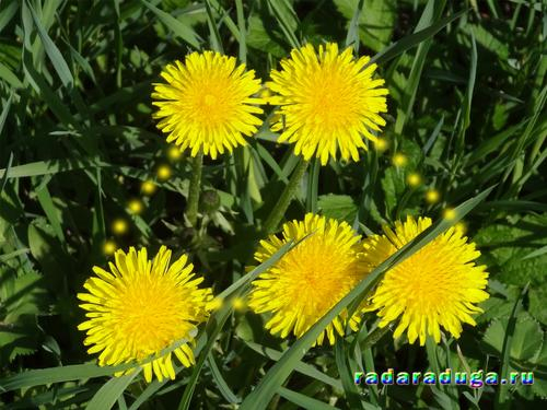 Тематическое занятие Одуванчик