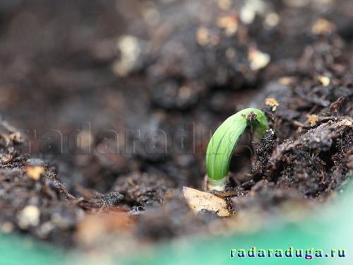 Тематическое занятие Шишки