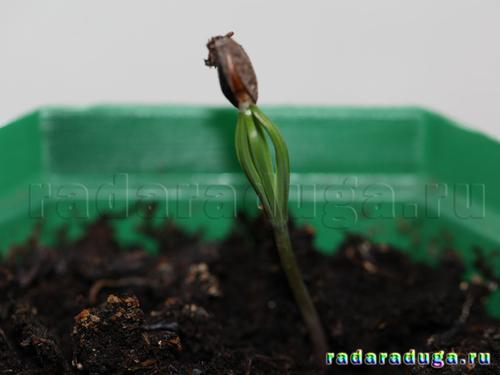 Тематическое занятие Шишки