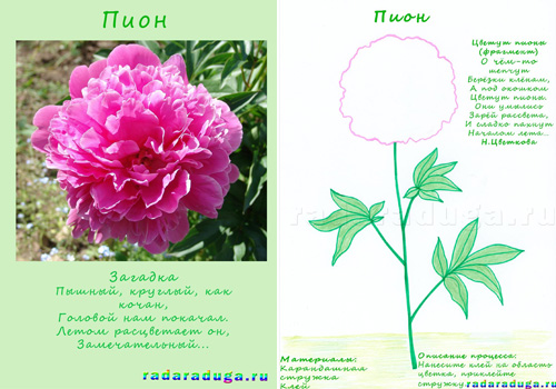 Летний альбом. Часть 1. Цветы. Творчество.