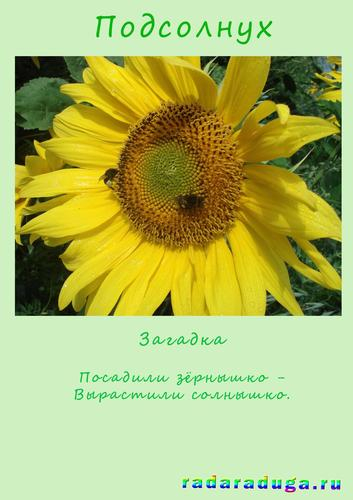 Летний альбом. Часть 1. Цветы. Творчество.