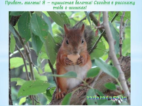 Тематическое занятие Шишки