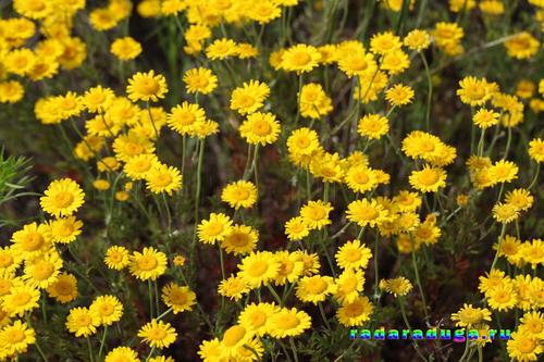 Цветочное творчество