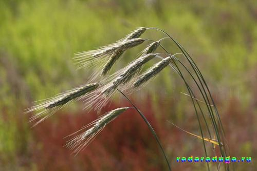 Цветочное творчество